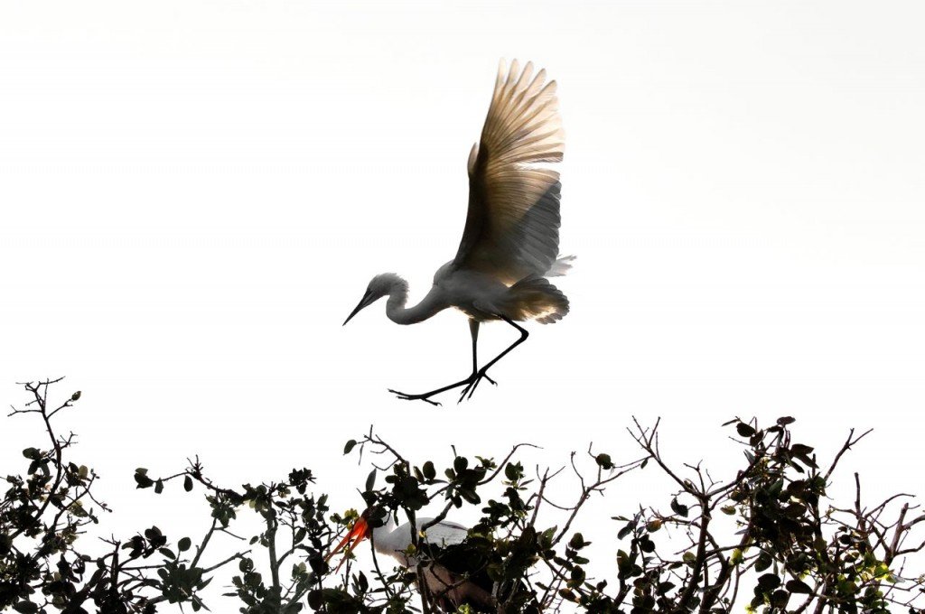 Botswana animals - 41