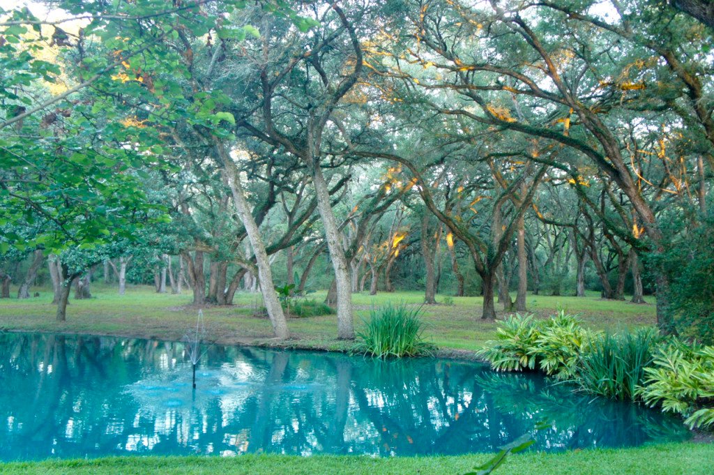 O lago e bosque de carvalhos antigos na parte de trás de casa...