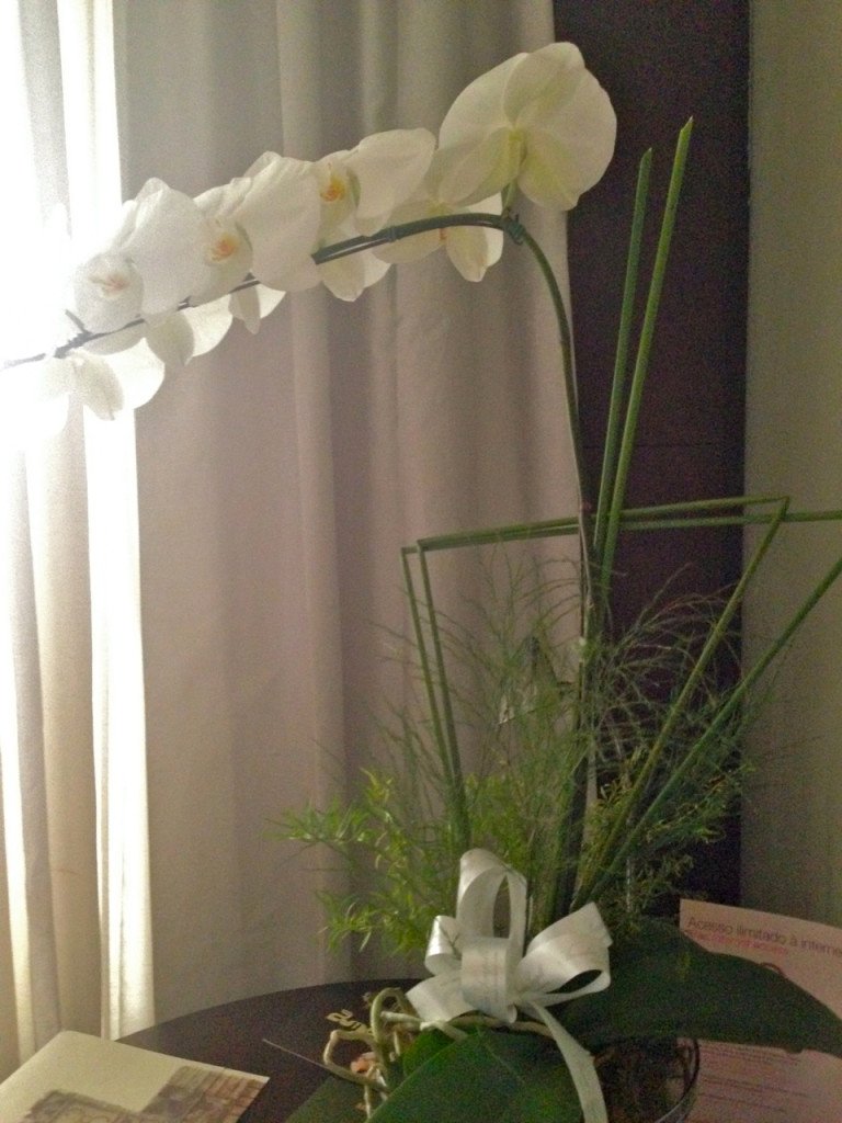 Orquídias da querida Rebecca