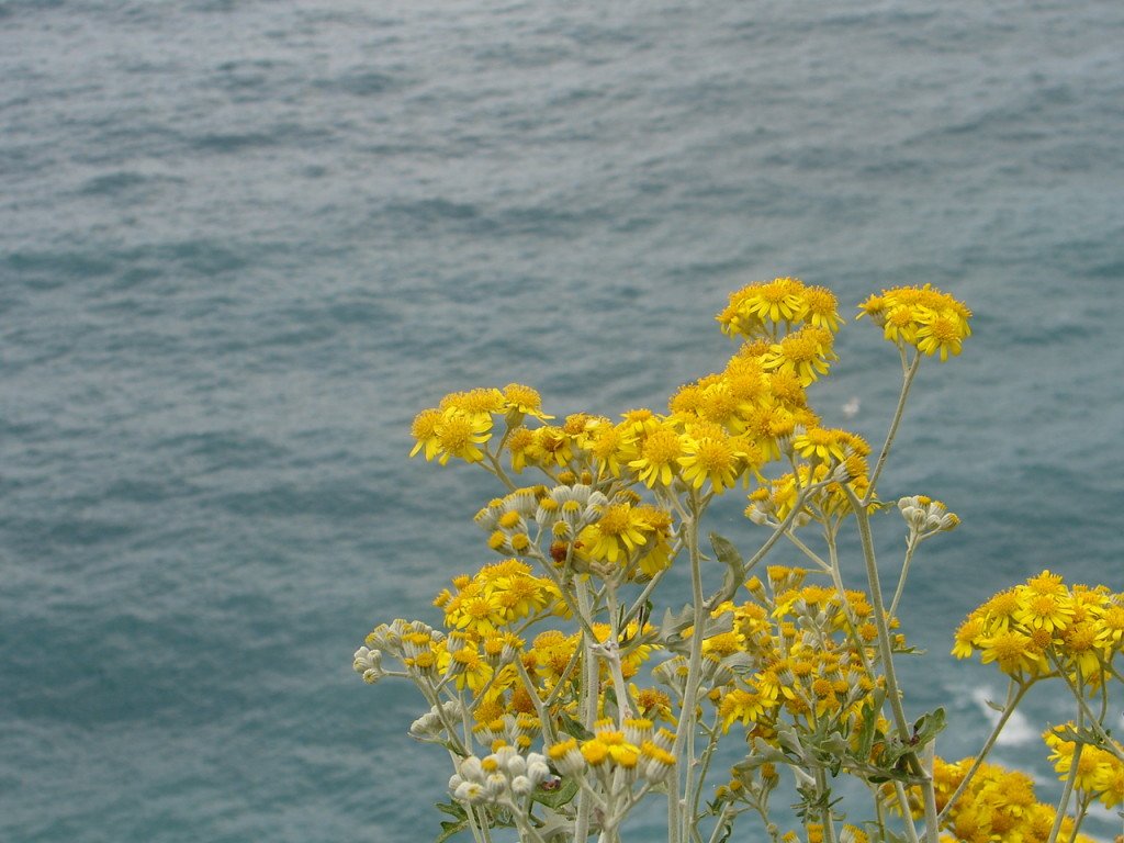 "Eu tinha o oceano todo a minha frente e todo o oceano pela frente"