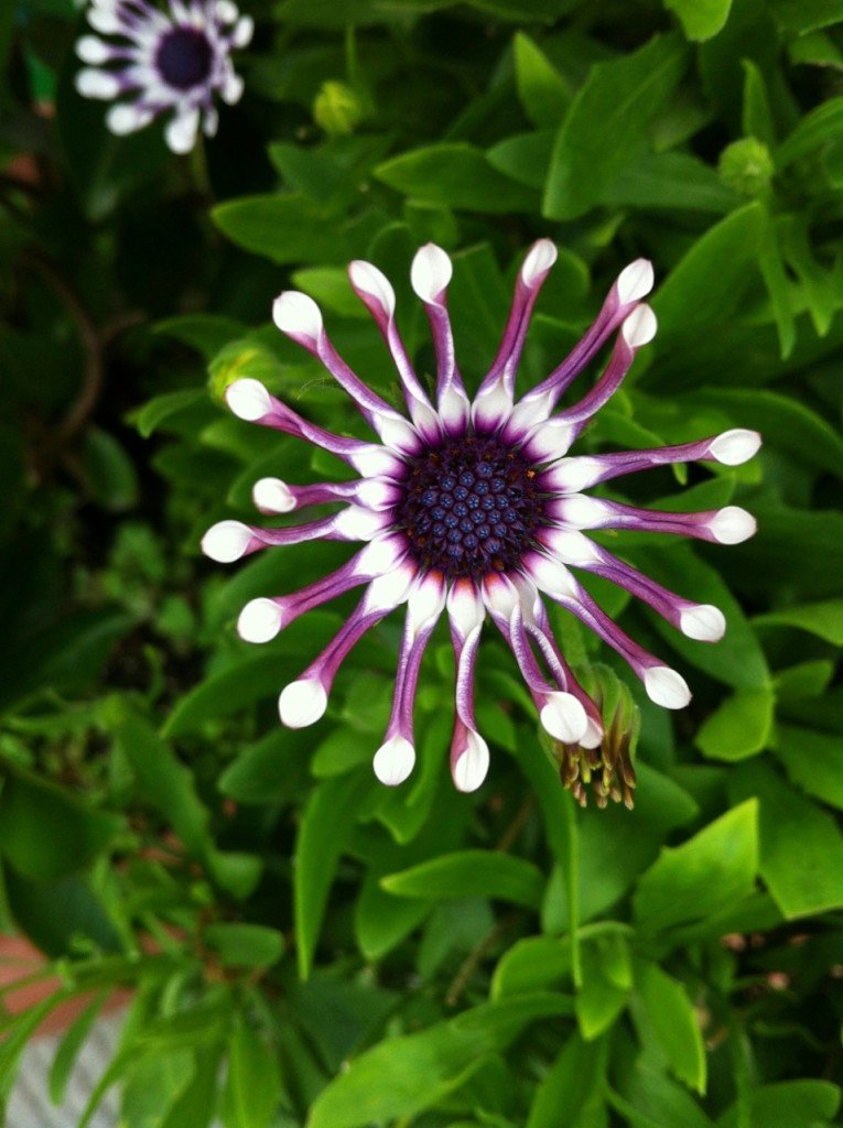 Luxo do dia: encontrar essa flor