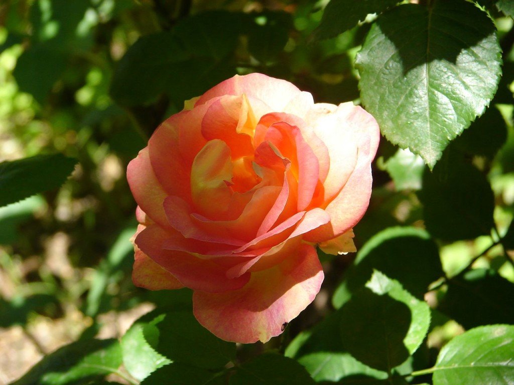 Na praça havia um jardim repleto de rosas como estas, esqueci do resto