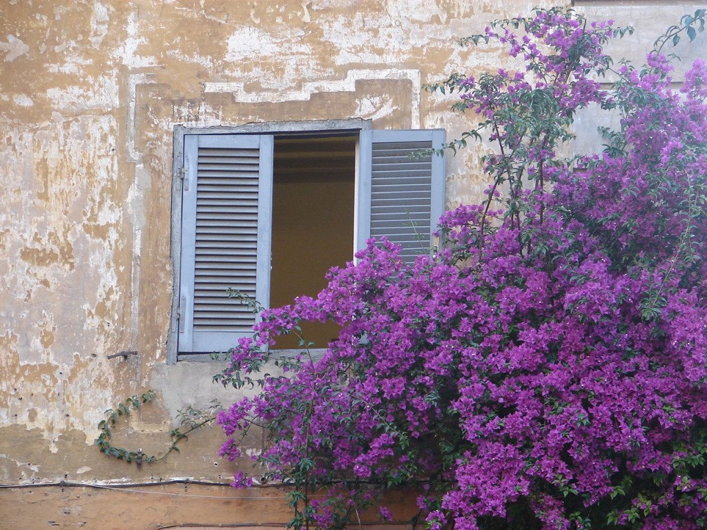 Pra que pintar a parede se você tem uma bougainvillea como essa?