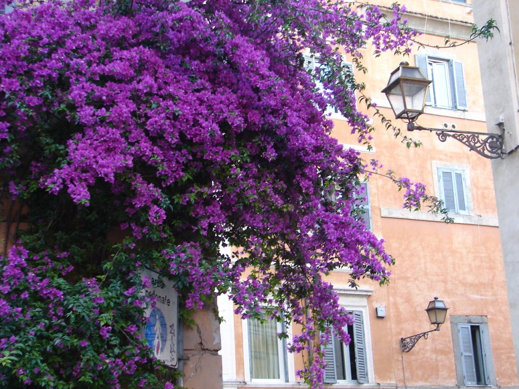 Bougainvillea, em Trastevere