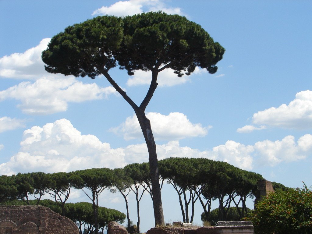 As árvores romanas...