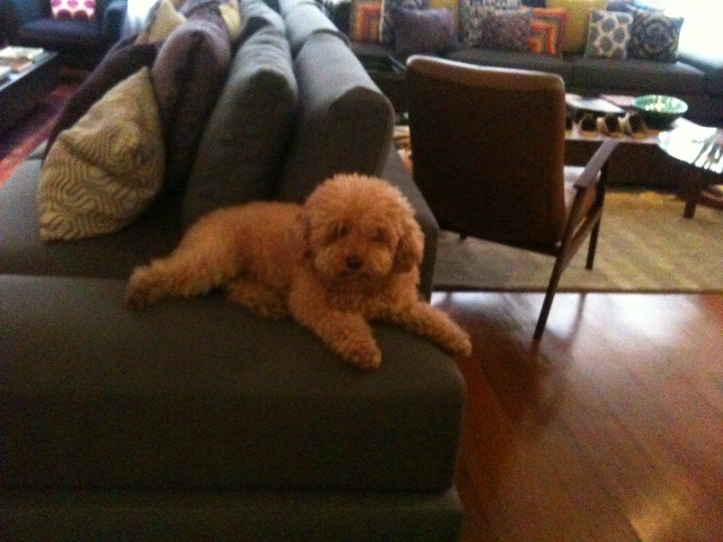 Essa é a Mel no seu santinho preferido para esperar a gente chegar   em casa! bjs Heloisa