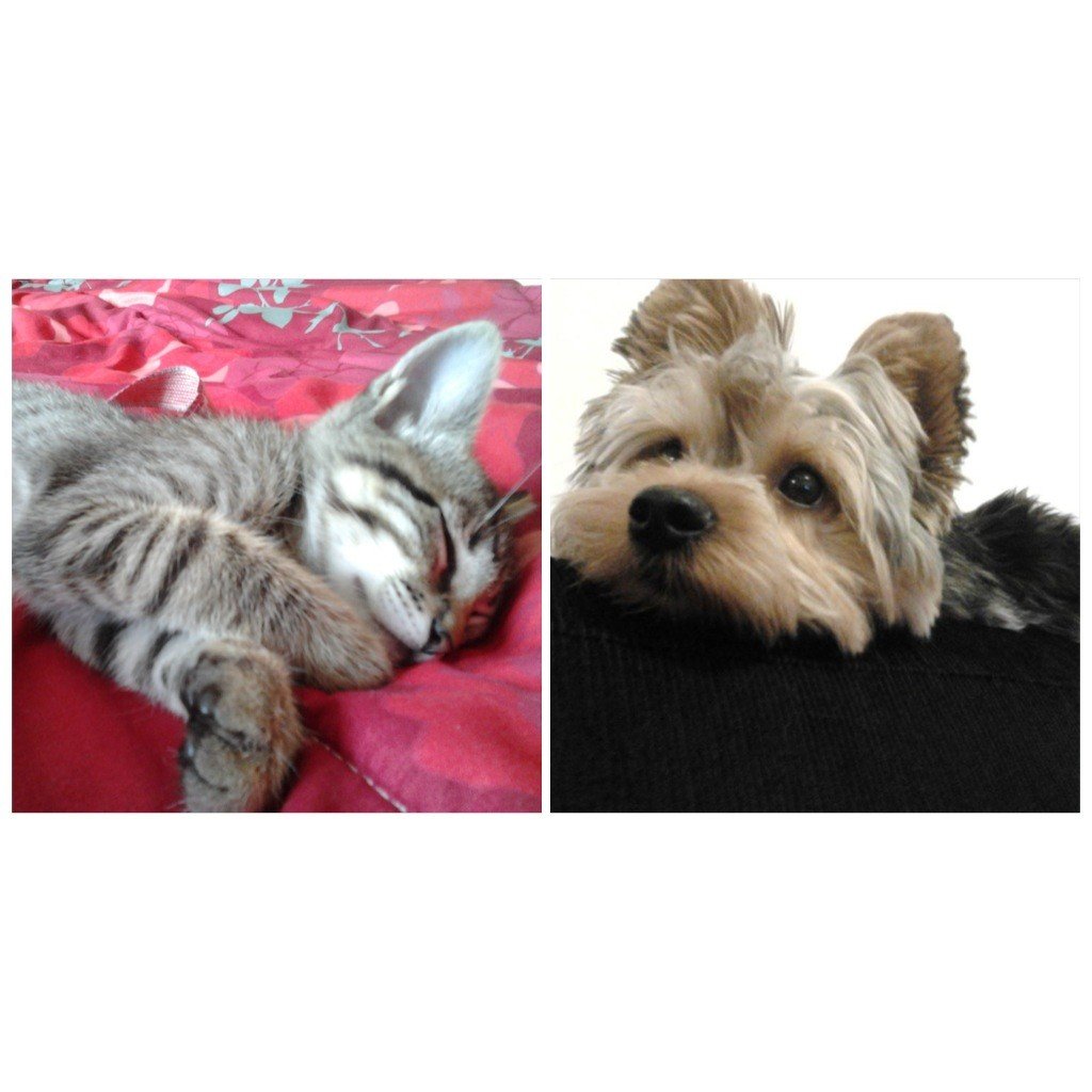 Rocky é nosso dog e o Nico nosso gatinho adotado ano passado. Beijos querida! Tania
