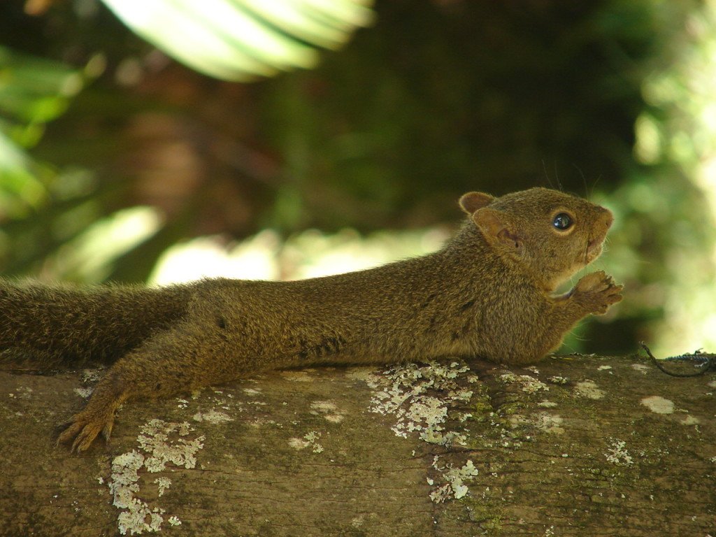 Em frente à casinha branca tinha uma árvore e nela…  