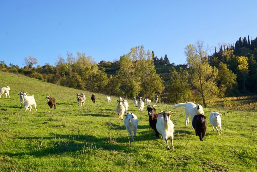 Fomos recolher as cabras com Nora